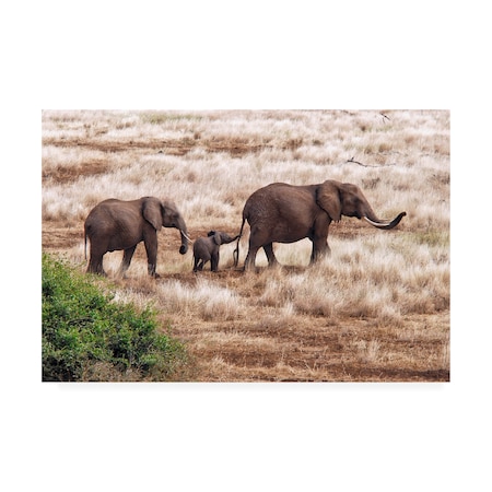 Izonevision Robert D Abramson 'Elephant Family Tanzania' Canvas Art,16x24